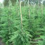 Cupressocyparis leylandii kweker